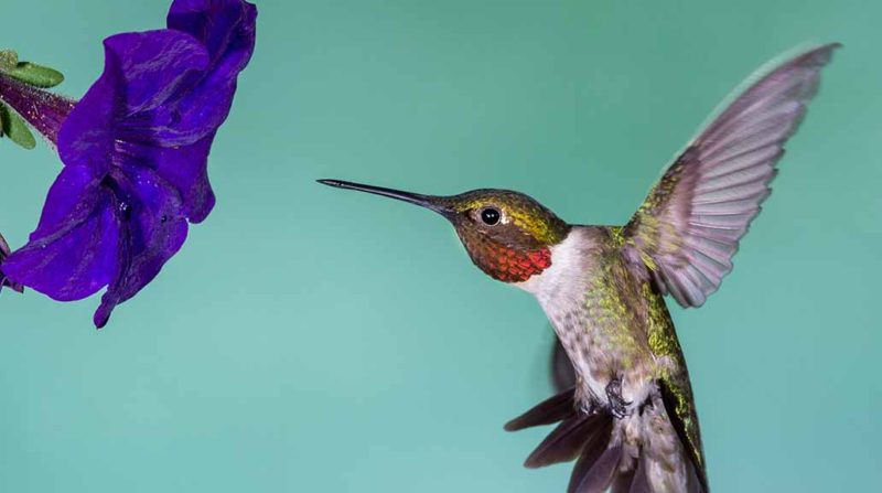 leyenda maya del colibrí